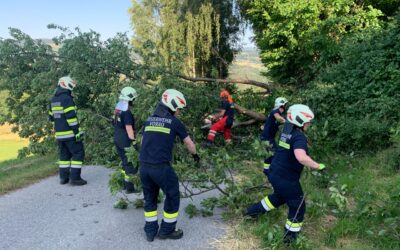 Baum über Gemeindestraße in Puchegg